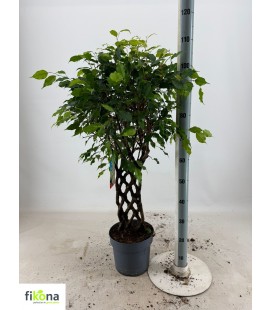 Ficus ben bizondere Ø 24 h 115