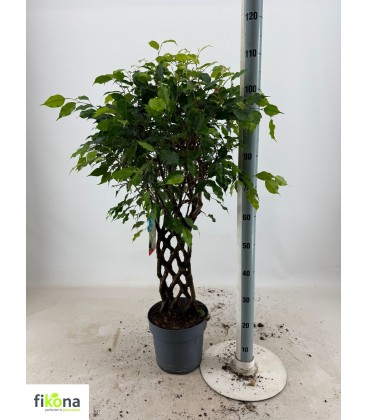 Ficus ben bizondere Ø 24 h 115