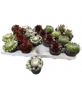 Sempervivum Ø 09 mix