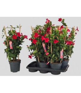 Dipladenia Sun Red pot de 17 h 65