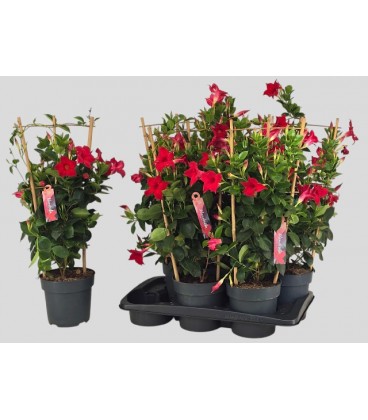 Dipladenia Sun Red pot de 17 h 70