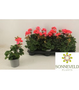 Geranium zonal liza Ø 10.5