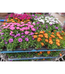 Osteo mix pot de 10.5