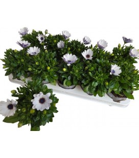 Osteo lavende Ø 10.5