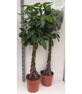 Pachira pot de 30 h 150 cm