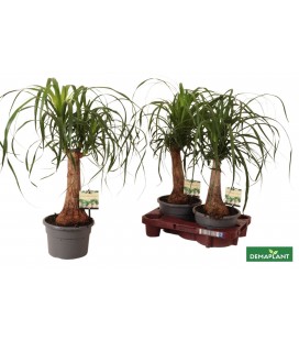 Beaucarnea recur pot 19 h 55