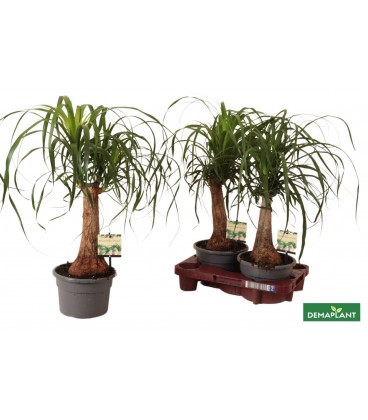 Beaucarnea recur pot 19 H70
