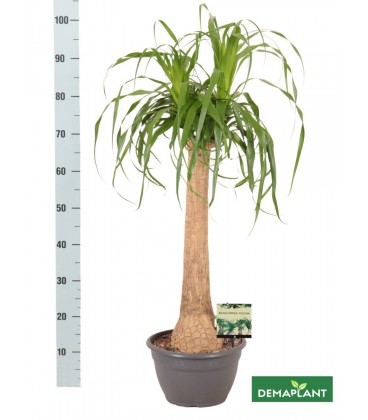 Beaucarnea Recur Ø 26