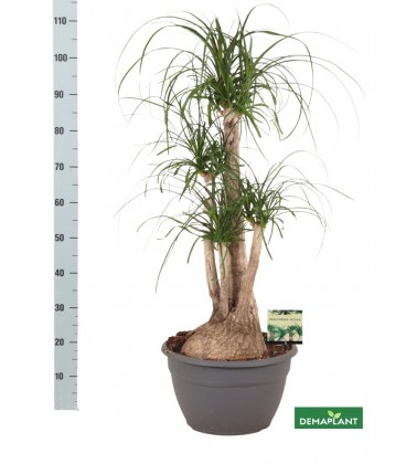 Beaucarnea Ø 30 h 120