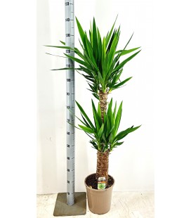 Yucca Ø 24 h 130