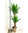 Yucca Ø 24 h 130