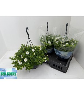 Geranium littel White Grace Ø 23
