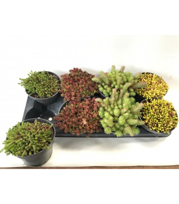 Sedum pot de 14