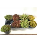 Sedum pot de 14