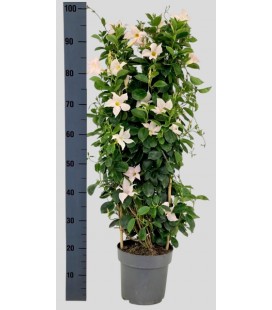 Mandevilla White pot de 21 cm