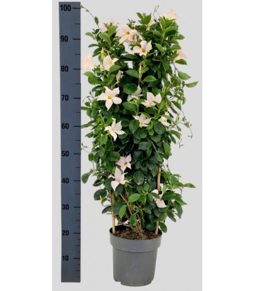 Mandevilla White pot de 21 cm