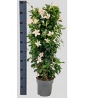 Dipladenia White Pot de 21 h 95