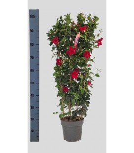 Dipladenia sun red Ø 21 h 95