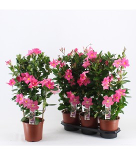 Dipladenia Summerst ey Ø 19 h 75