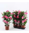 Dipladenia Summerst ey Ø 19 h 75