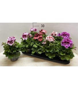 Pelargonium mix pot de 12
