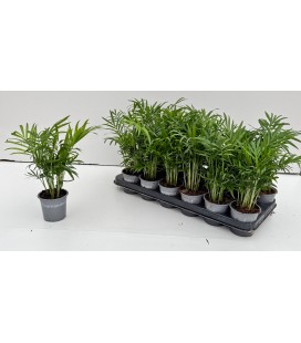 Chamaedorea elegans pot de 09