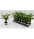 Chamaedorea elegans pot de 09