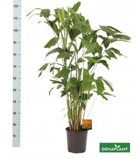 Caryota Mitis Ø 21 h 120