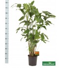 Caryota Mitis Ø 27 h 130