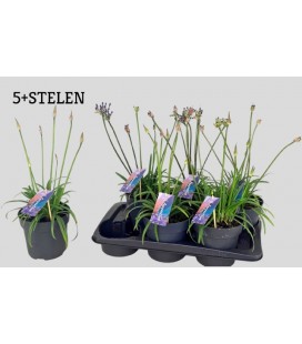 Agapanthe Blue Ø 17 h 45