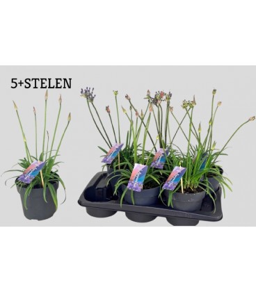 Agapanthe Blue Ø 17 h 45