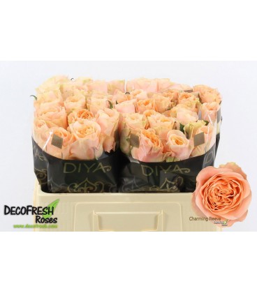 Rose Charming Reeva 50 cm