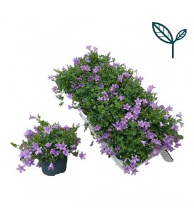 Campanule Portenschlagian Ø 12
