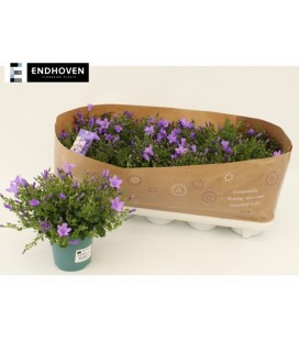 Campanule Portensch pot de 10.50