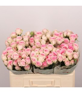 Roses branchue Good mood 50 cm