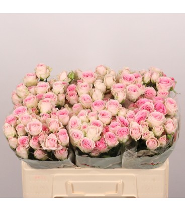 Roses branchue Good mood 50 cm