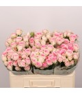 Roses branchue Good mood 50 cm