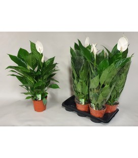 Spathiphyllum Verdi pot de 17 H 75