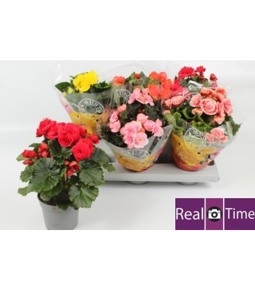 Begonia Eliator Ø 13