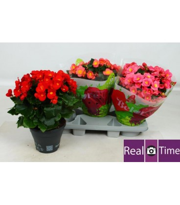 Begonia Belove mix  Ø 19