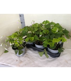 Oxalis  triangularis Ø 13