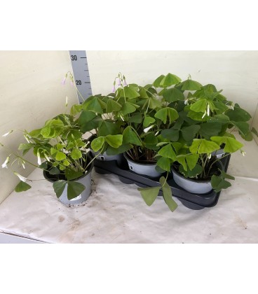 Oxalis  triangularis Ø 12