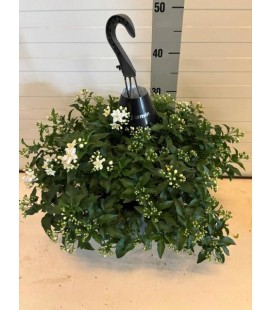 Solanum Jasminoide pot de 25 h 35