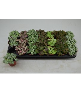 Fittonia pot de 8.50 mix