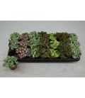 Fittonia pot de 8.50 mix