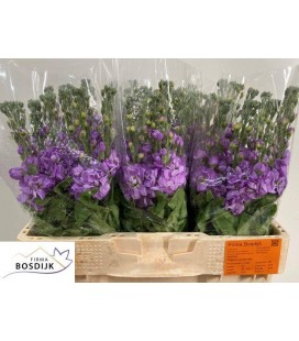 Giroflée Figaro Lavende 55 cm