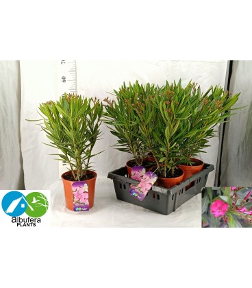 Laurier rose Ø 17 h 50