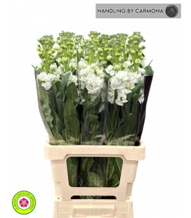 Giroflée Iron White 65 cm