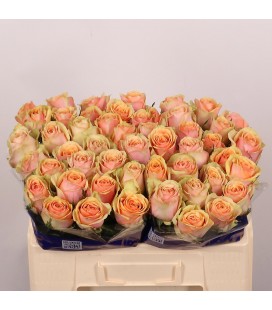 Rose Dividend 60 cm