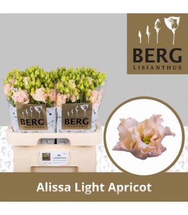 Lisianthus alissa apricot